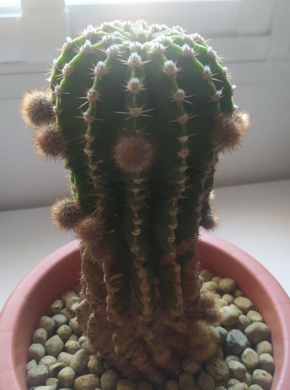 A photo of Echinopsis oxygona