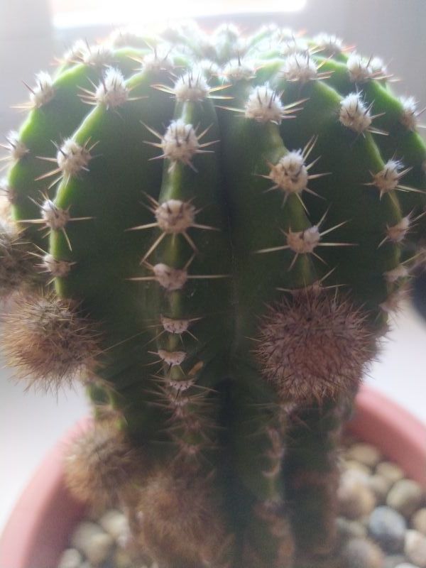 A photo of Echinopsis oxygona