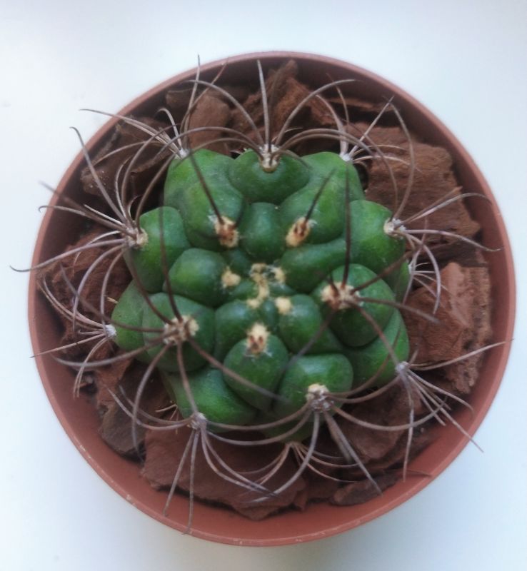 Una foto de Gymnocalycium saglionis