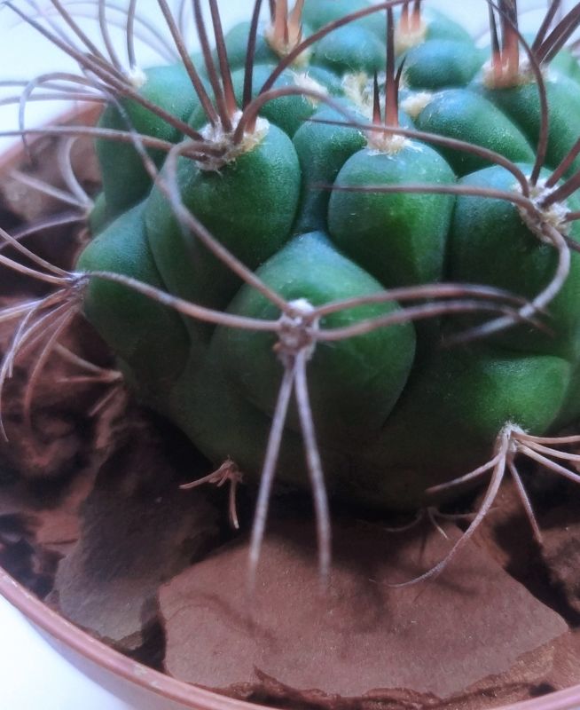 Una foto de Gymnocalycium saglionis