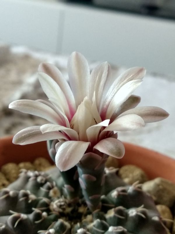 A photo of Gymnocalycium quehlianum