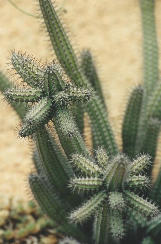 Una foto de Euphorbia baioensis