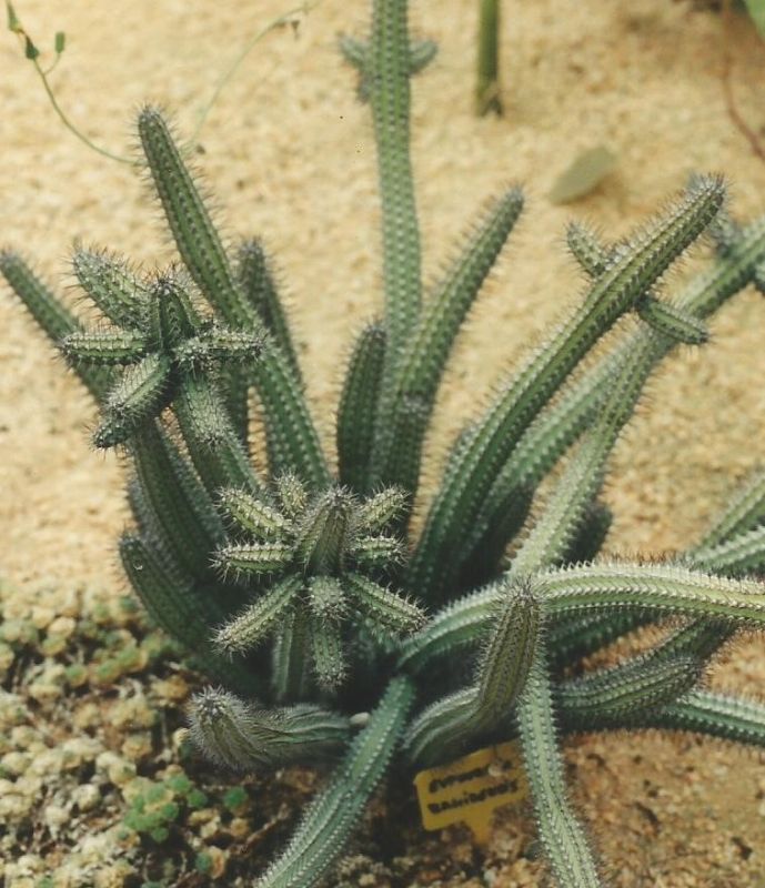 Una foto de Euphorbia baioensis