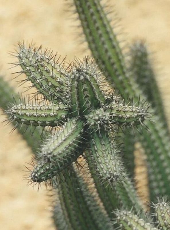 Una foto de Euphorbia baioensis