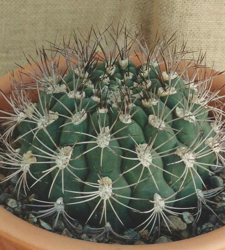 A photo of Gymnocalycium saglionis
