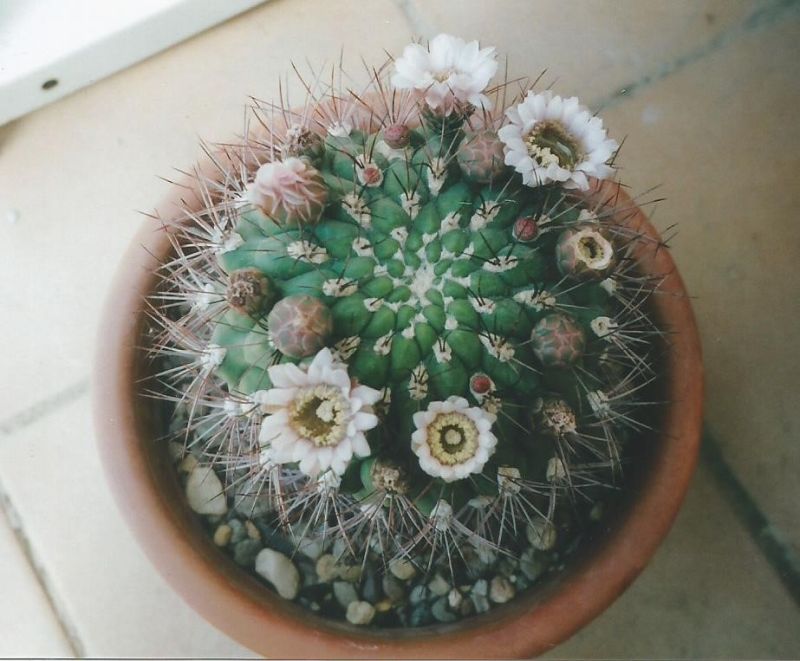 A photo of Gymnocalycium saglionis
