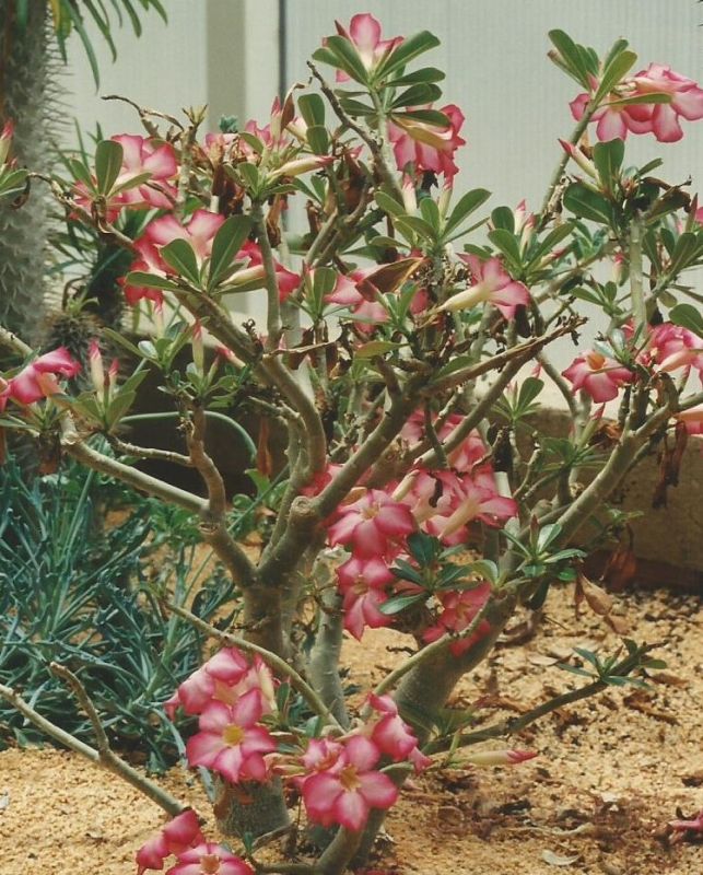 Una foto de Adenium obesum