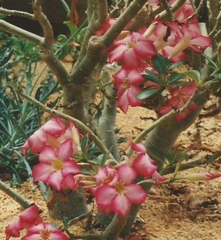 Una foto de Adenium obesum