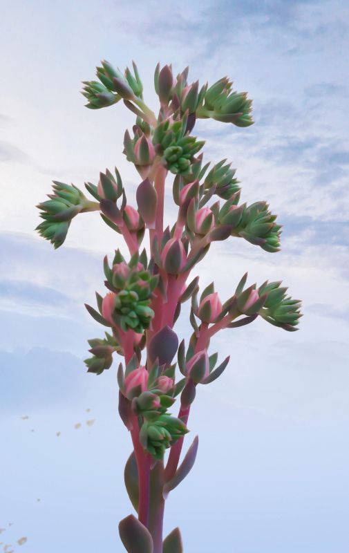 Una foto de Echeveria Mandala (HIBRIDO)