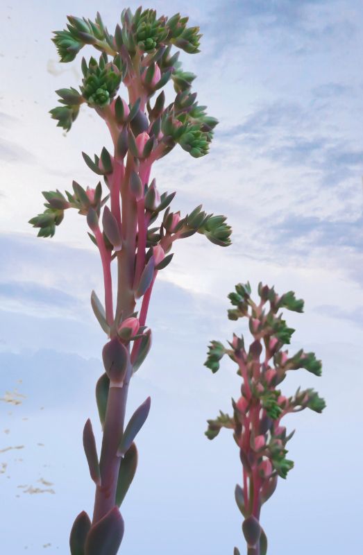 Una foto de Echeveria Mandala (HIBRIDO)