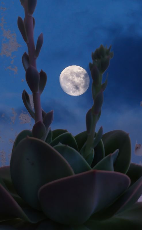 Una foto de Echeveria Mandala (HIBRIDO)