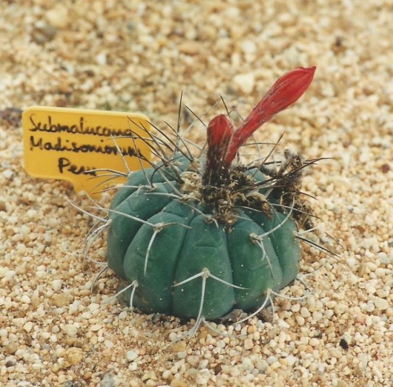 A photo of Matucana madisoniorum
