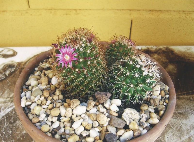 Photo of a cactus currently being identified