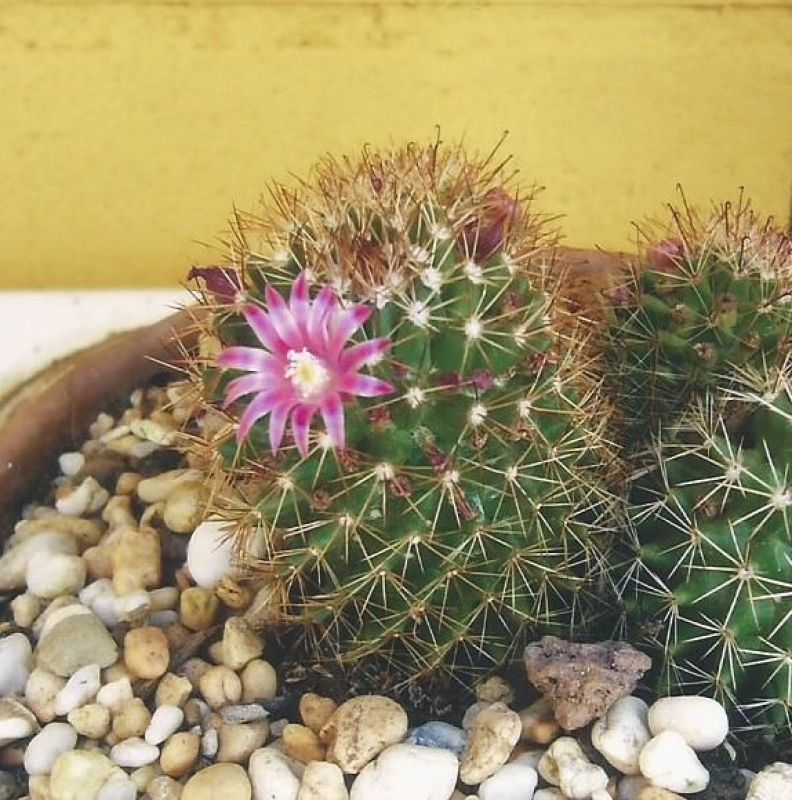 Photo of a cactus currently being identified