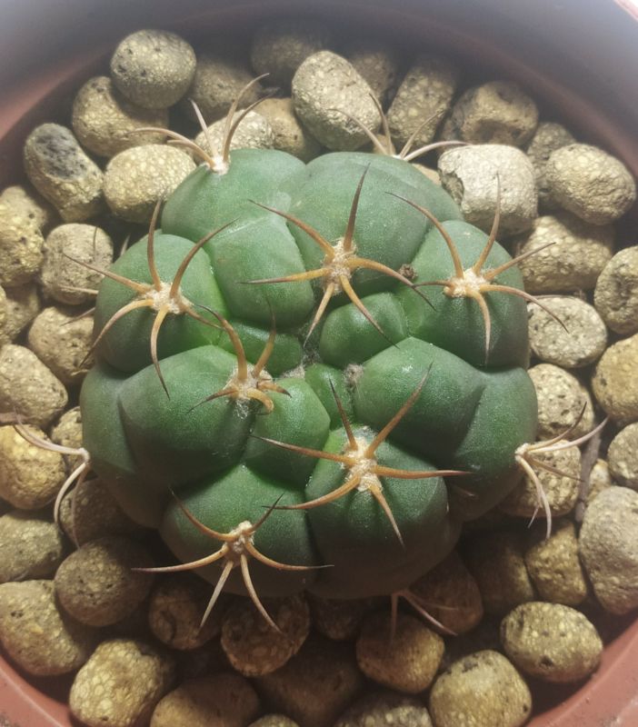 Photo of a cactus currently being identified