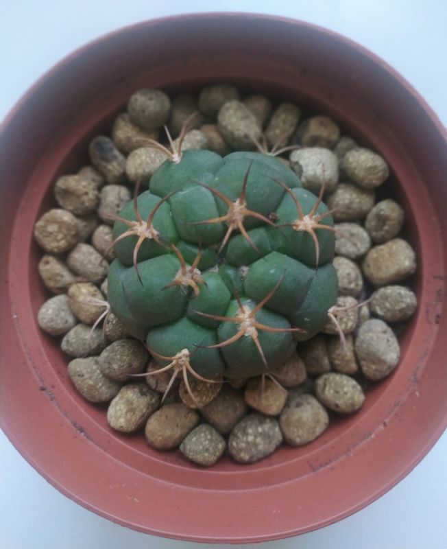 Photo of a cactus currently being identified