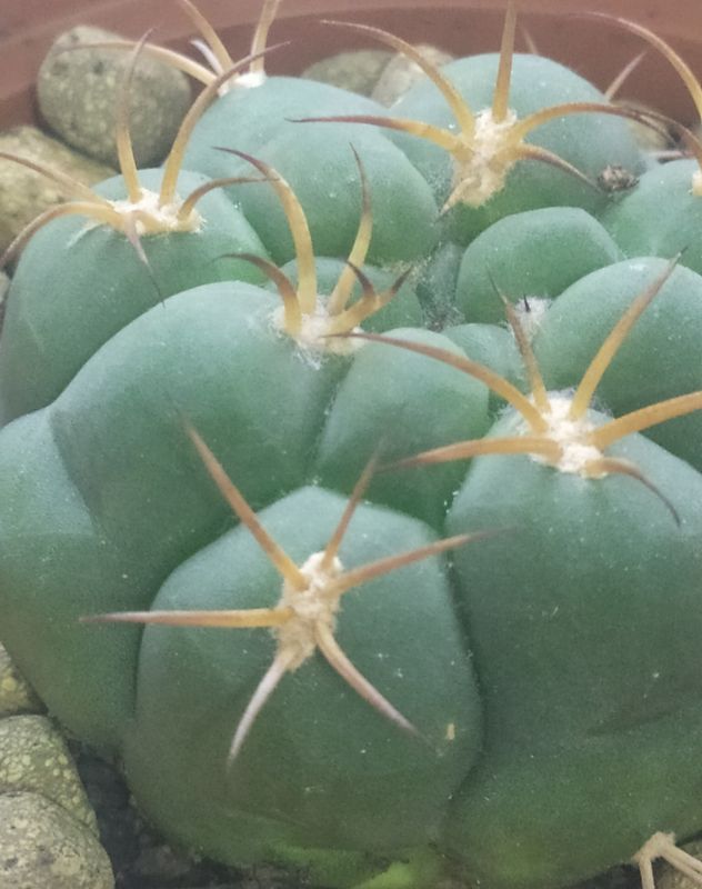 Photo of a cactus currently being identified