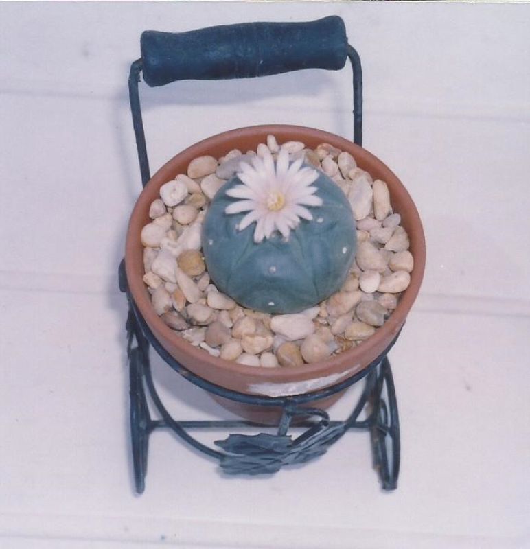 Una foto de Lophophora williamsii