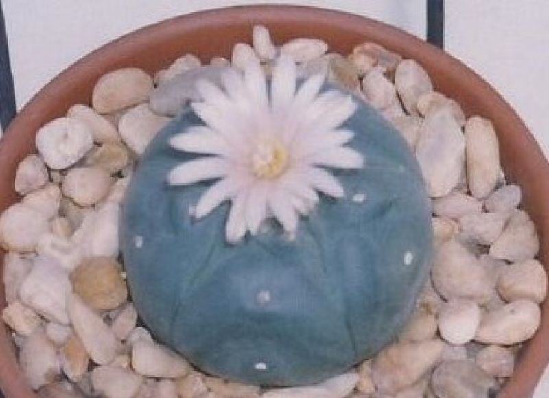 Una foto de Lophophora williamsii