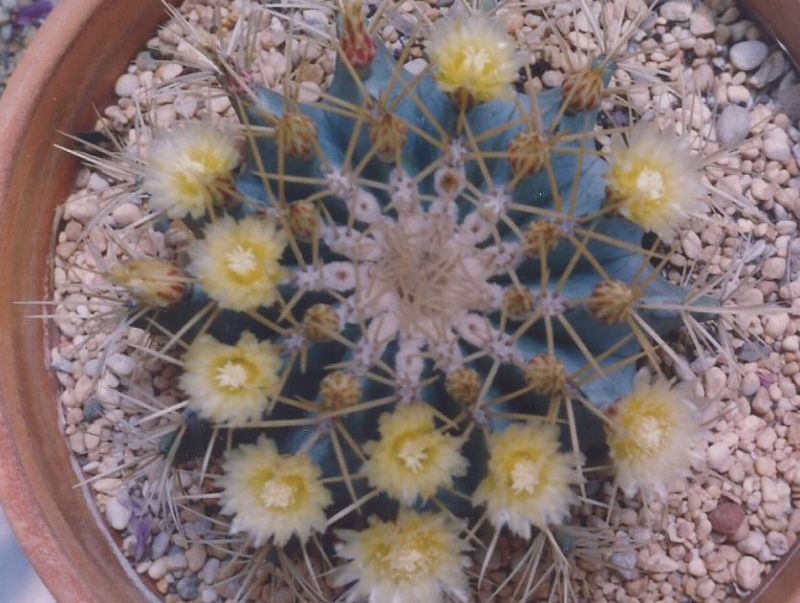 Una foto de Ferocactus glaucescens