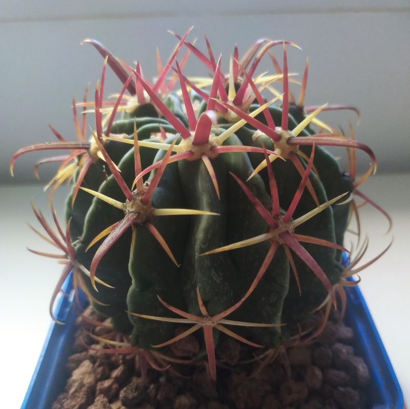 A photo of Ferocactus recurvus