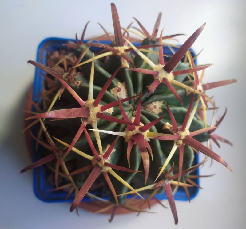A photo of Ferocactus recurvus