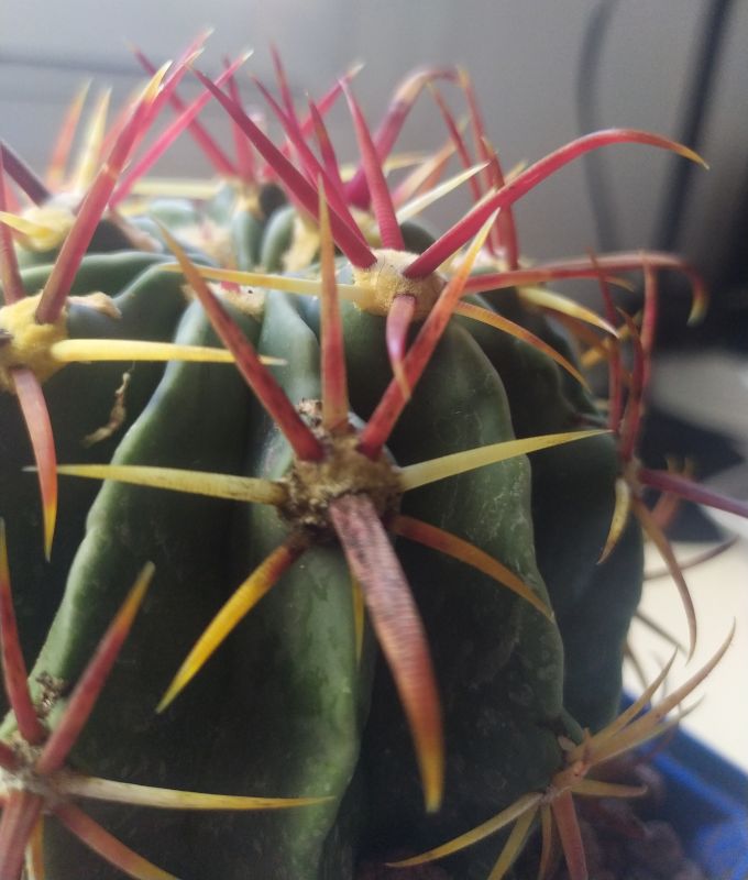 A photo of Ferocactus recurvus
