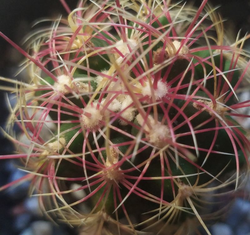 A photo of Thelocactus bicolor ssp. bicolor