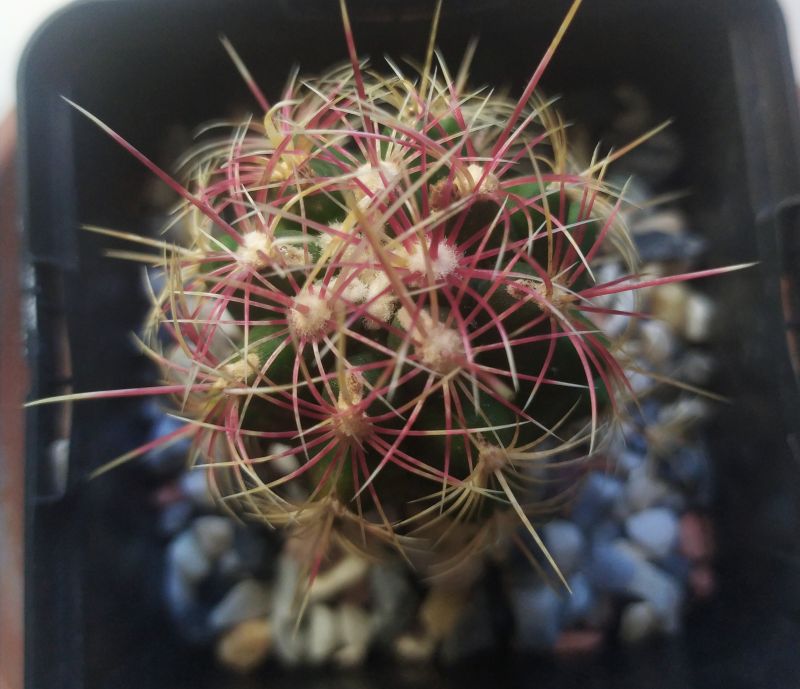 A photo of Thelocactus bicolor ssp. bicolor