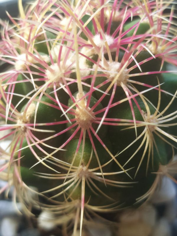 A photo of Thelocactus bicolor ssp. bicolor