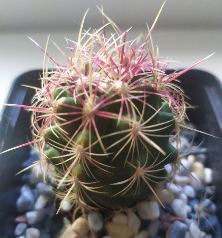 A photo of Thelocactus bicolor ssp. bicolor