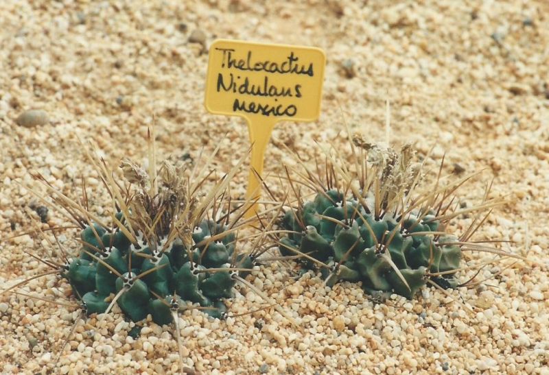 A photo of Thelocactus rinconensis