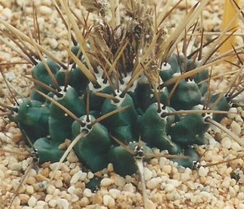 A photo of Thelocactus rinconensis