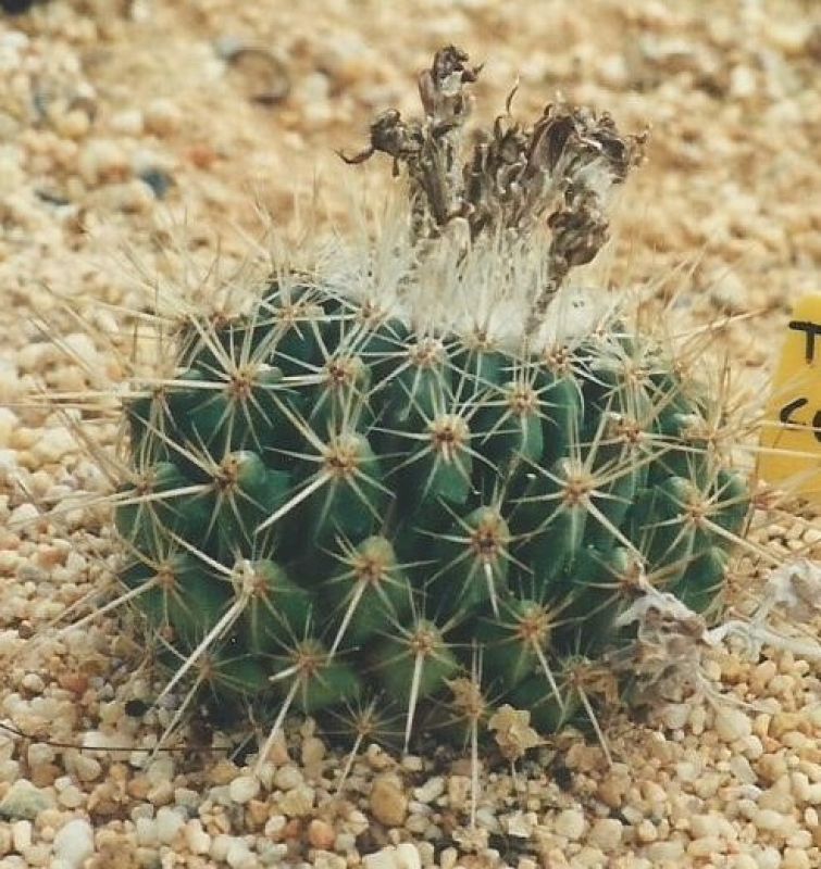Una foto de Thelocactus conothelos