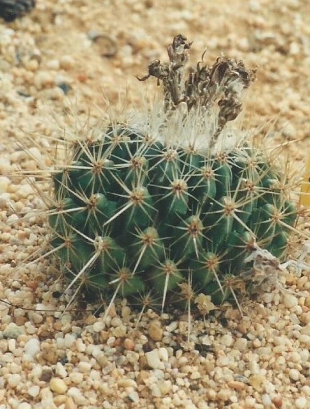Una foto de Thelocactus conothelos