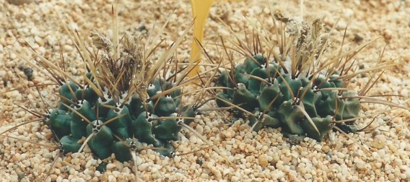 A photo of Thelocactus rinconensis