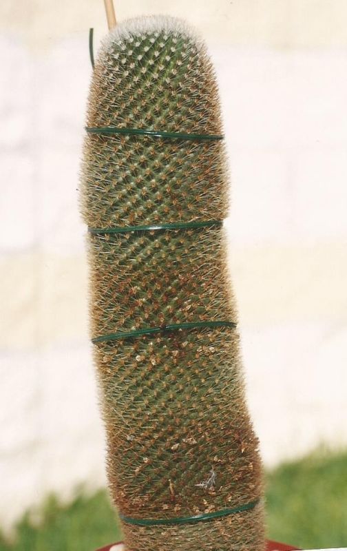 A photo of Mammillaria spinosissima ssp. pilcayensis