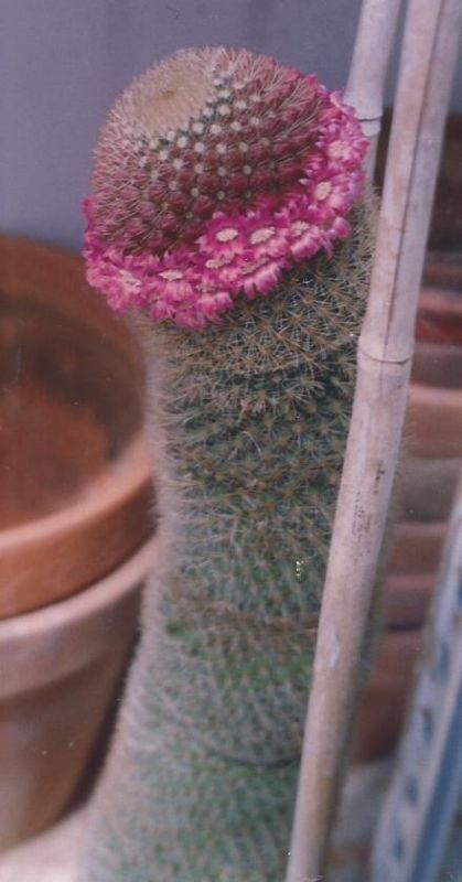 A photo of Mammillaria spinosissima ssp. pilcayensis