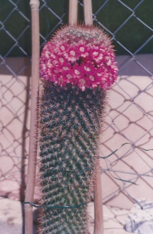 A photo of Mammillaria spinosissima ssp. spinosissima