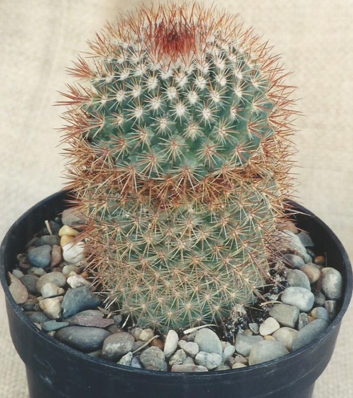 A photo of Mammillaria spinosissima ssp. spinosissima