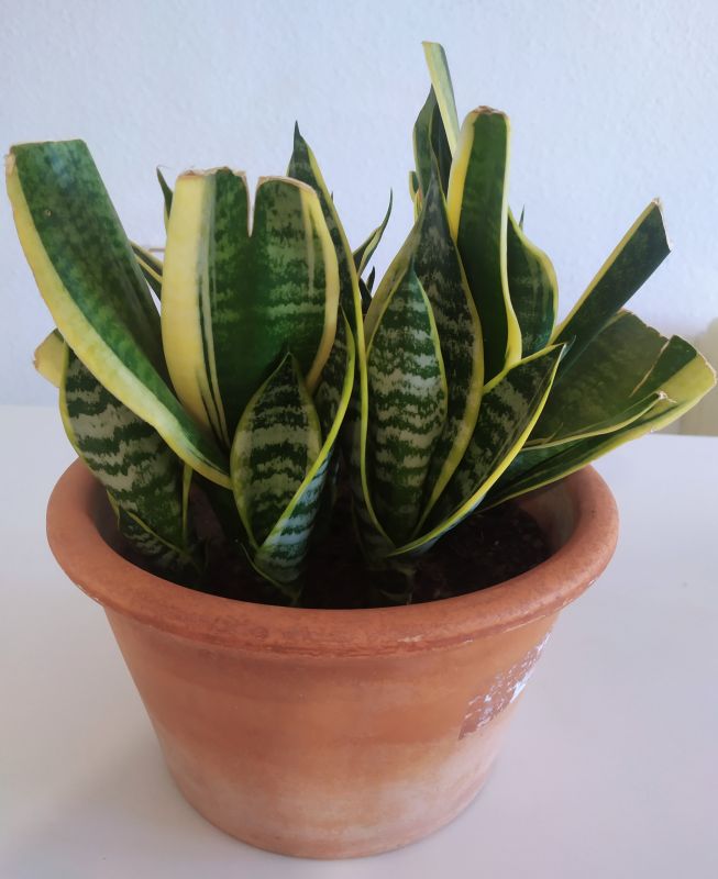 Una foto de Sansevieria trifasciata