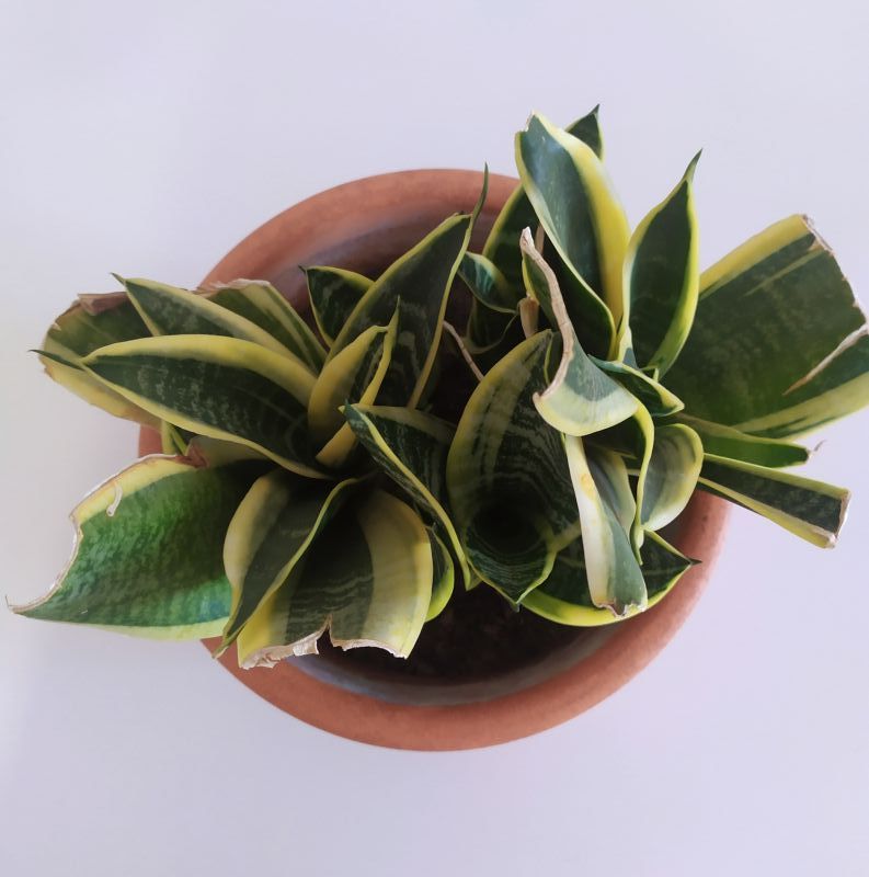 Una foto de Sansevieria trifasciata