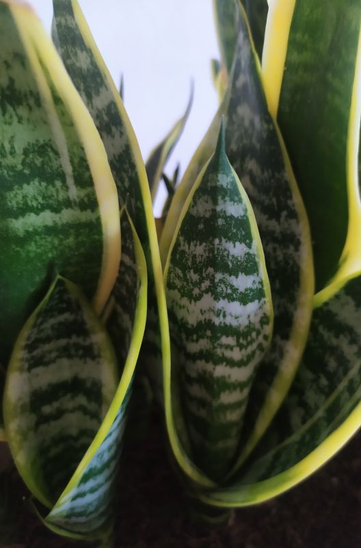 Una foto de Sansevieria trifasciata