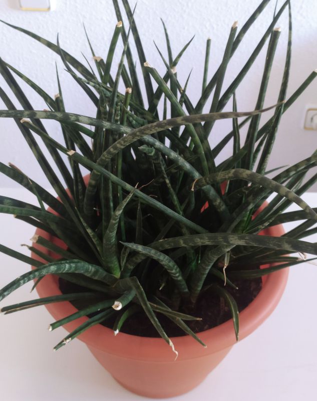 Photo of a cactus currently being identified