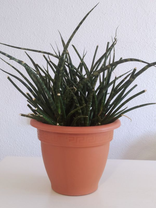 Photo of a cactus currently being identified