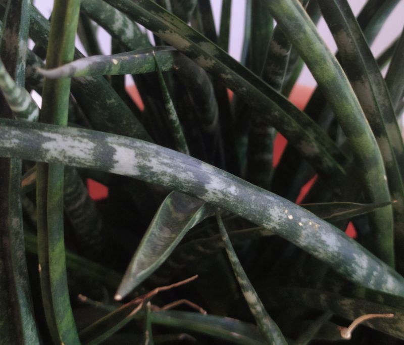 Photo of a cactus currently being identified