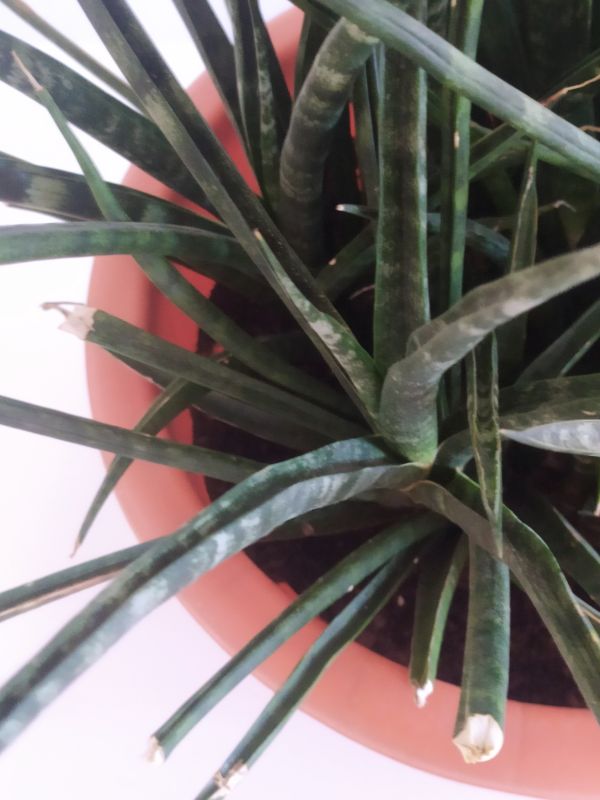 Photo of a cactus currently being identified
