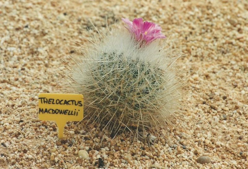 A photo of Thelocactus macdowellii