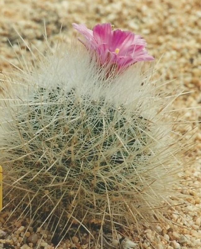A photo of Thelocactus macdowellii