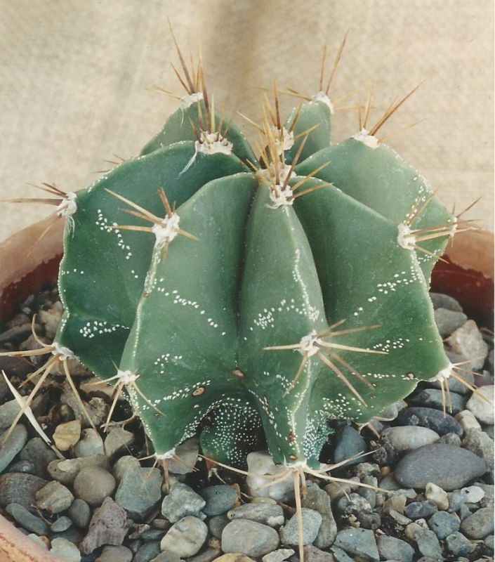 Una foto de Astrophytum ornatum